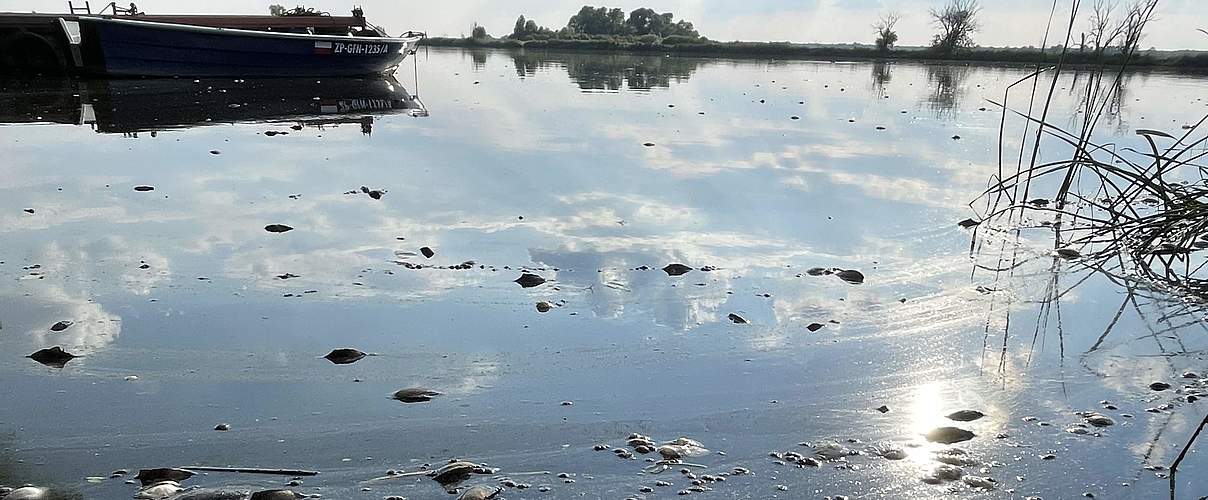 Der WWF ist nach der Umweltkatastrophe in der Oder vor Ort und berichtet über das Fischsterben © Jennifer Janski / WWF