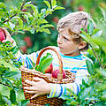 Kind erntet Äpfel