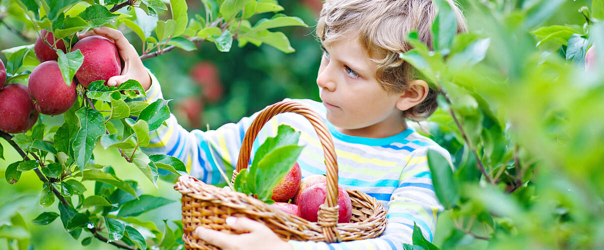 Kind erntet Äpfel