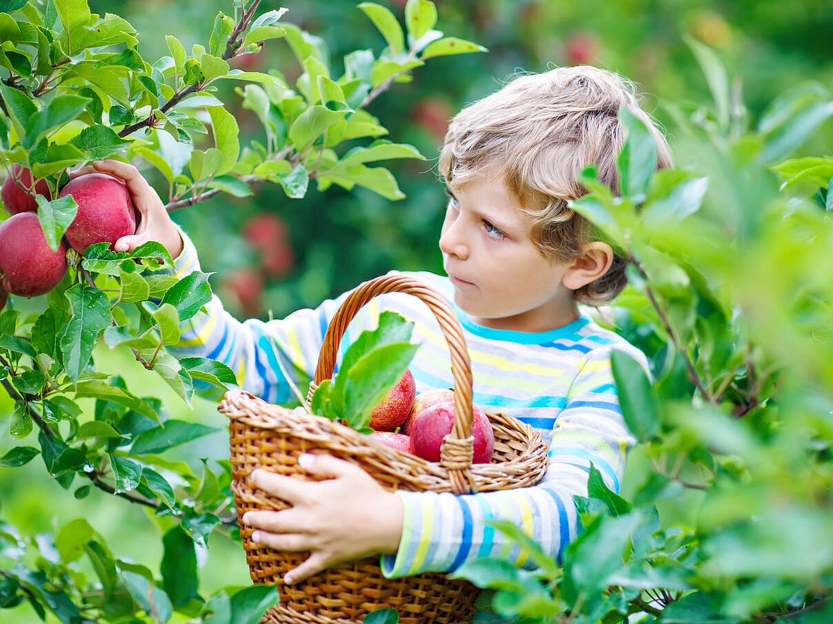 Kind erntet Äpfel