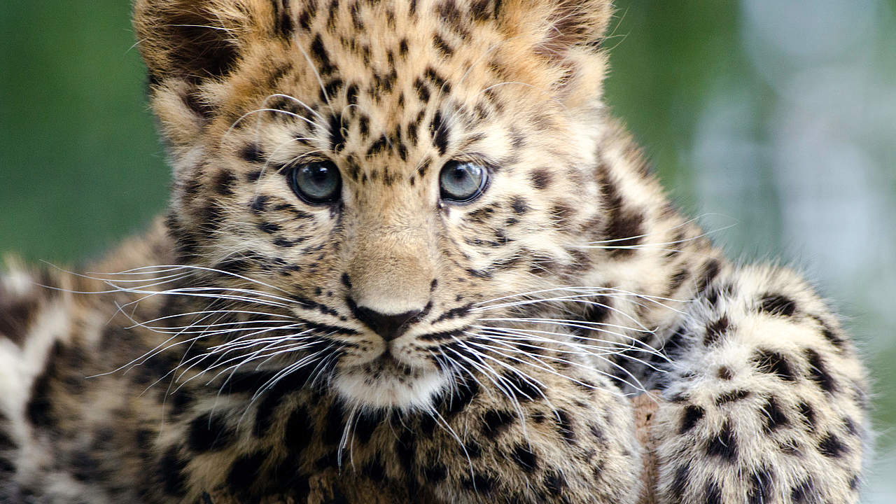 Junger Leopard @ ThinkstockPhotos