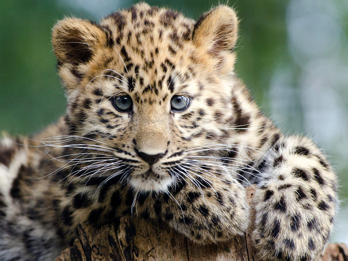 Junger Leopard @ ThinkstockPhotos