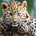 Junger Leopard @ ThinkstockPhotos