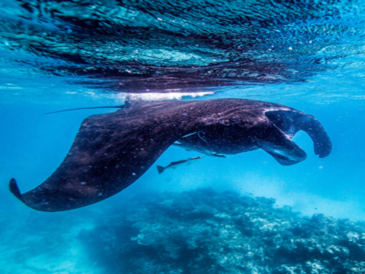 Cites garantiert besseren Schutz für Teufelsrochen wie den Riesenmanta © James Morgan / WWF