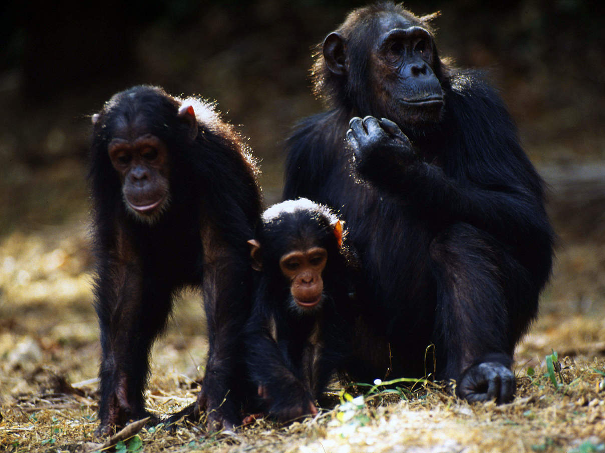 Schimpansen-Mutter mit Jungtieren © Michel Gunther / WWF