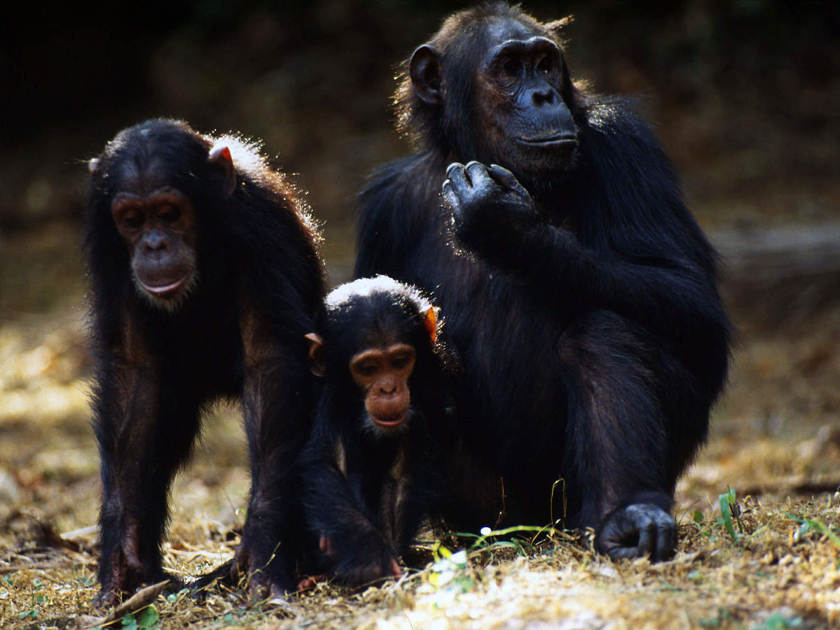 Schimpansen-Mutter mit Jungtieren © Michel Gunther / WWF