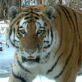 Amur-Tiger in der Kamerafalle © Ussuriisky Nature Reserve