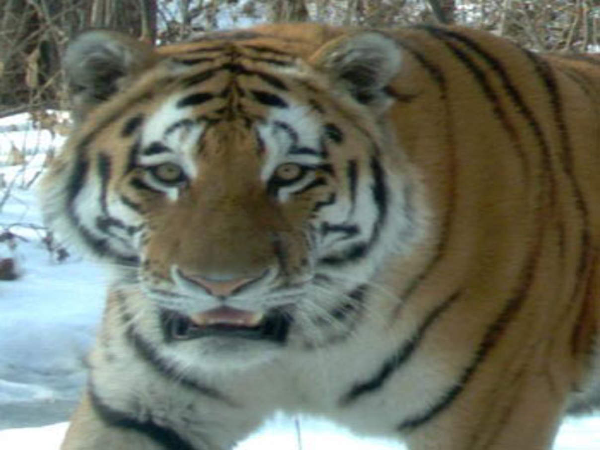 Amur-Tiger in der Kamerafalle © Ussuriisky Nature Reserve