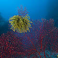 Korallen © Jürgen Freund / WWF