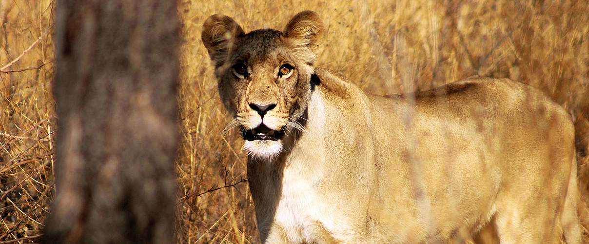Eine junge Löwin 2020 im Sioma-Ngwezi-Nationalpark © Shadrach Mwaba