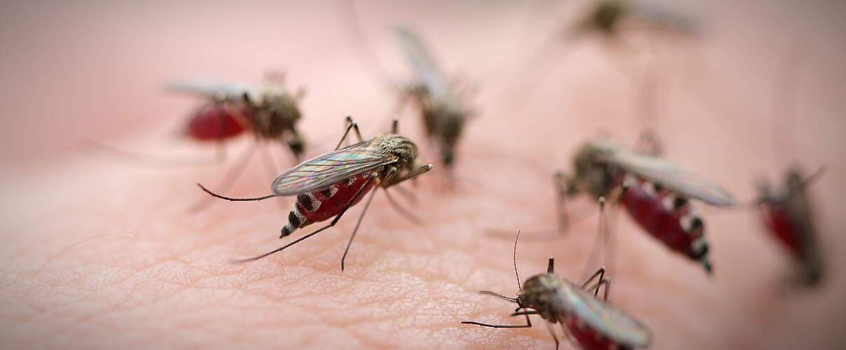 Voller Einsatz für den Mückenatlas © iStock / Getty Images
