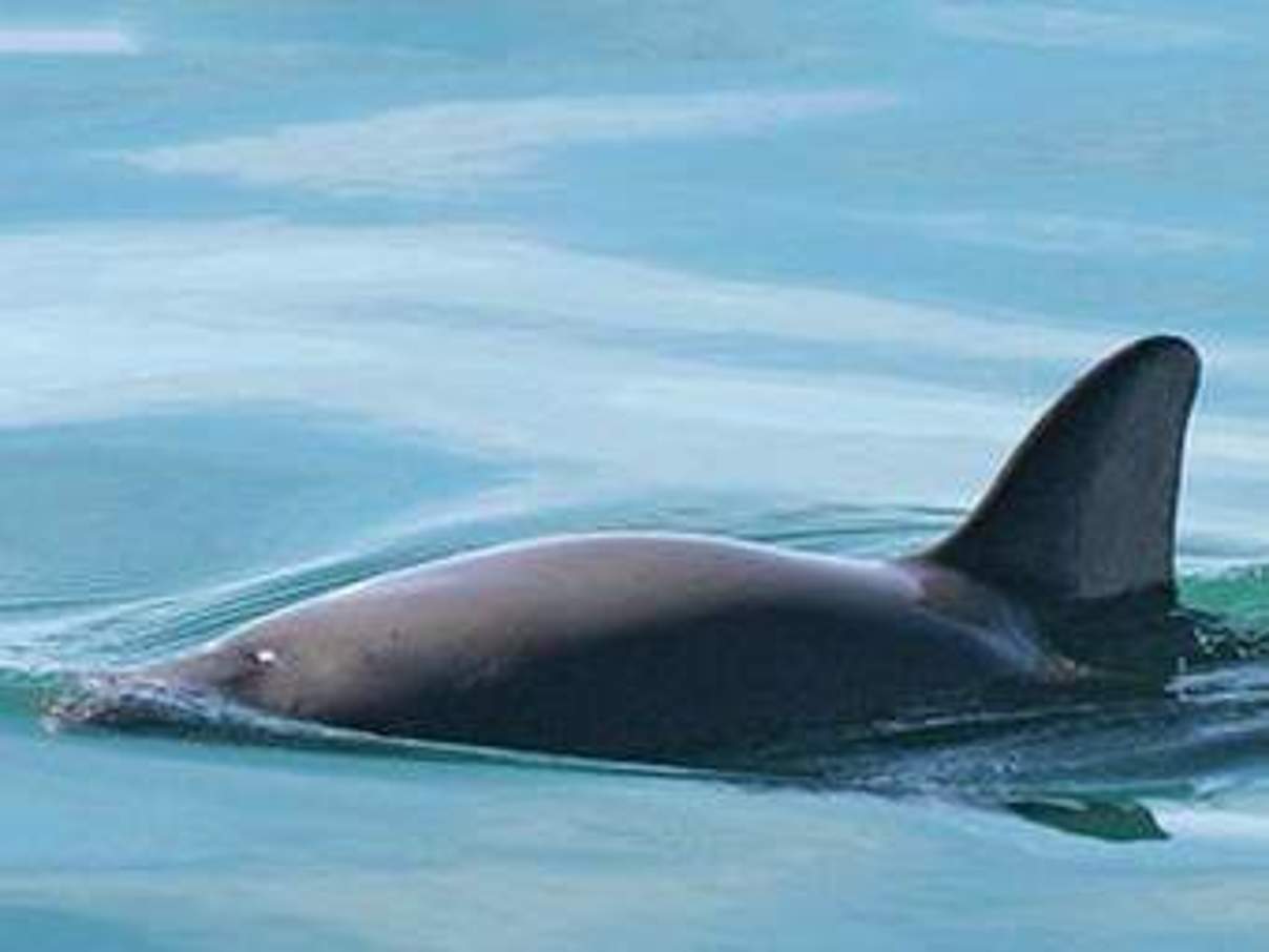 Rückenansicht eines auftauchenden Vaquitas © Paula Olson / NOAA / public domain