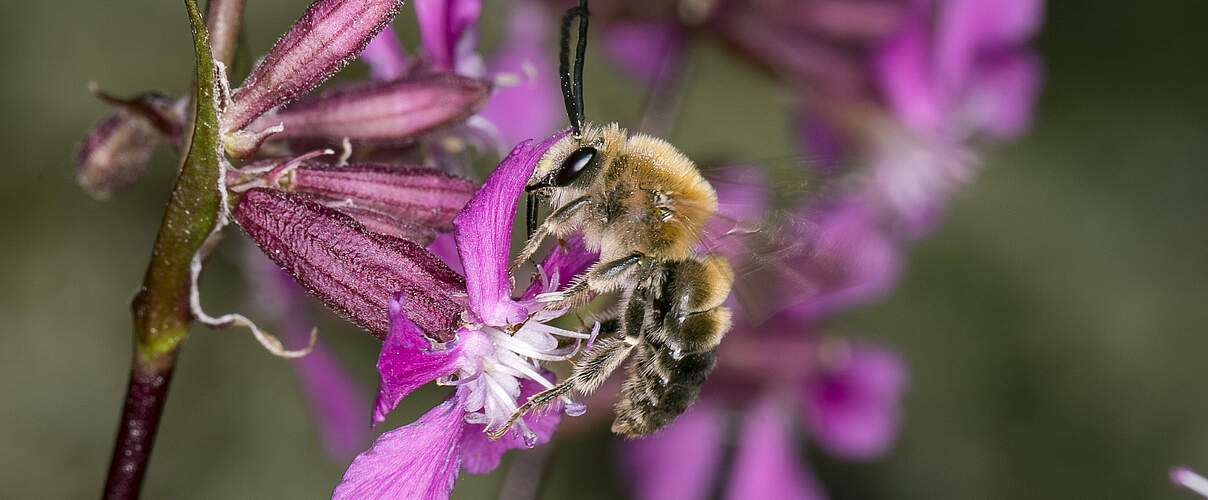 Juni-Langhornbbiene sitzt auf einer Pechnelke
