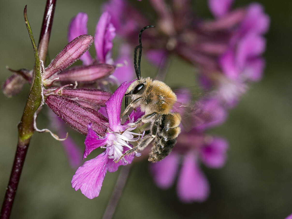 Juni-Langhornbbiene sitzt auf einer Pechnelke