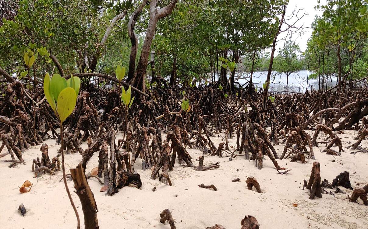 Neu bepflanzter Mangrovenwald an der kenianischen Küste © WWF Kenia