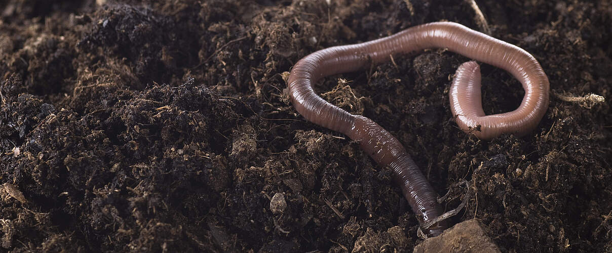 Regenwurm © Ockra / iStock Getty Images