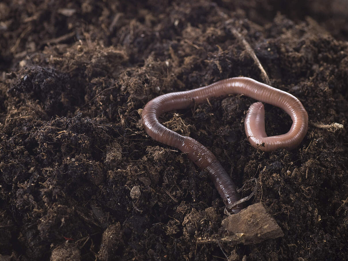 Regenwurm © Ockra / iStock Getty Images