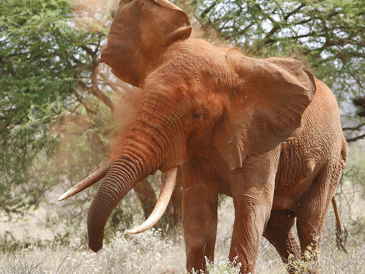 Rot vom Staub: Ein Elefantenbulle in Tsavo © IMAGO imagebroker