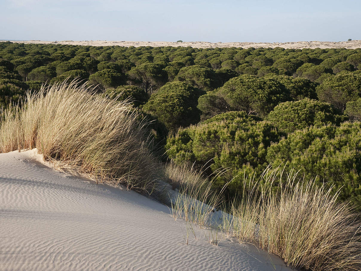 Die Coto Doñana im Südwesten Spaniens © Wild Wonders of Europe / Pete Oxford / WWF