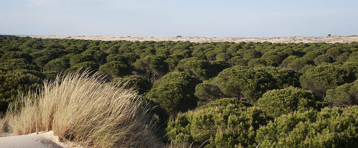 Die Coto Doñana im Südwesten Spaniens © Wild Wonders of Europe / Pete Oxford / WWF
