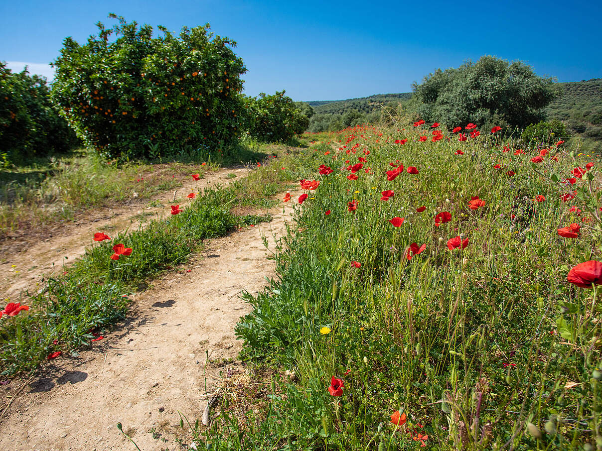 Blühstreifen am Orangenhain 
