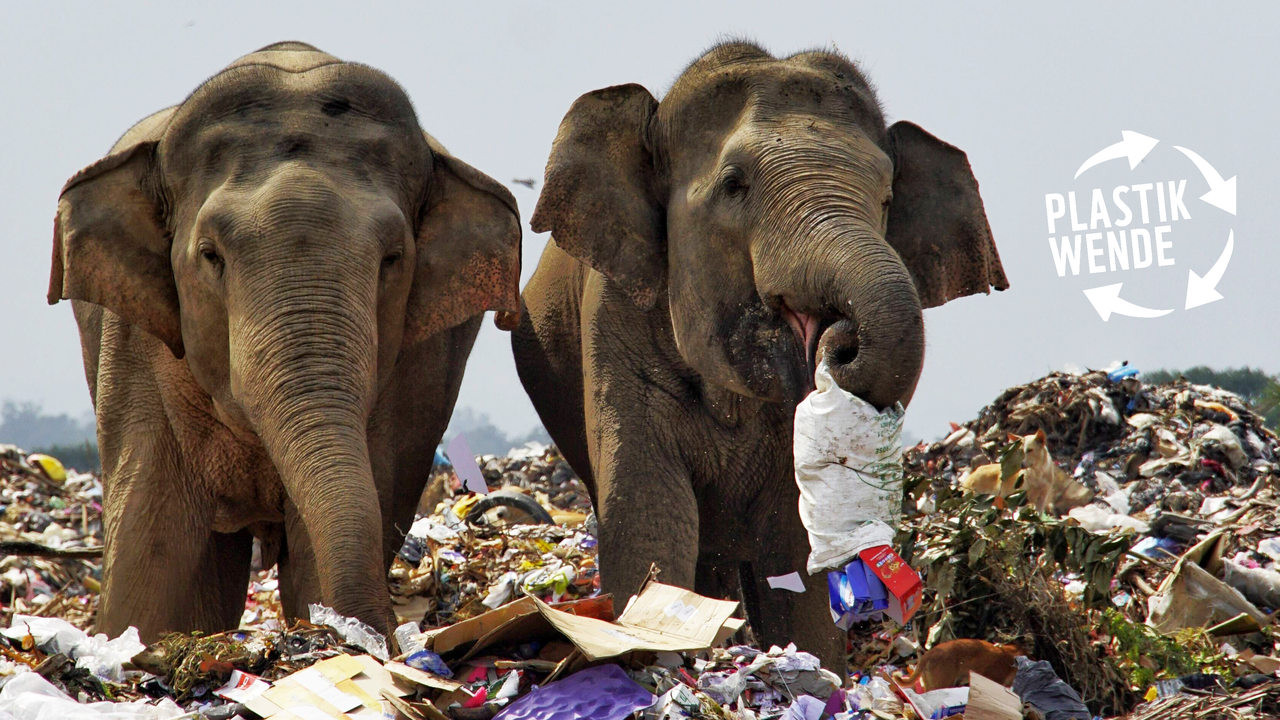 Elefanten auf einem Müllberg © imago Tharmaplan Tilaxan Cover Images