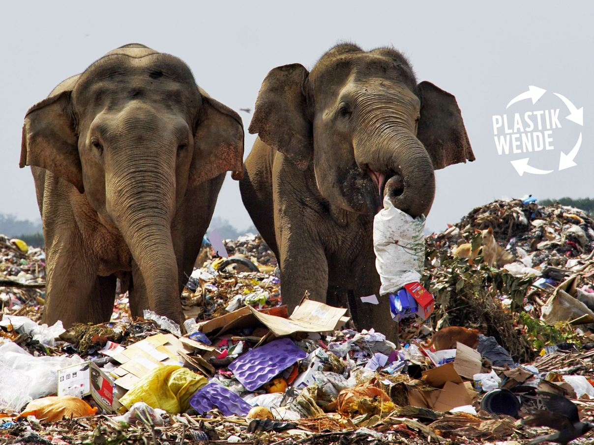 Elefanten auf einem Müllberg © imago Tharmaplan Tilaxan Cover Images