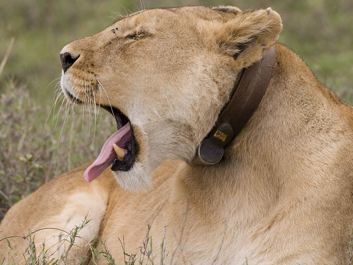 Löwin mit Sendehalsband 