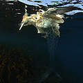 Meeresvogel auch durch Beifang gefährdet © Nils Aukan / WWF Canon