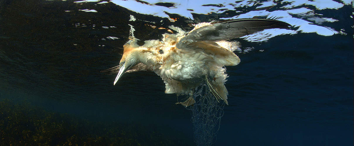 Meeresvogel auch durch Beifang gefährdet © Nils Aukan / WWF Canon