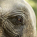 Elefant in Myanmar © Julia Thiemann / WWF Deutschland