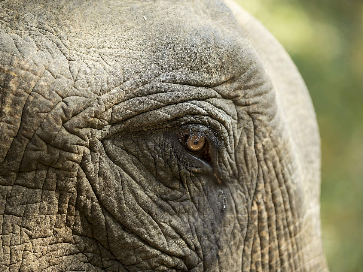 Elefant in Myanmar © Julia Thiemann / WWF Deutschland