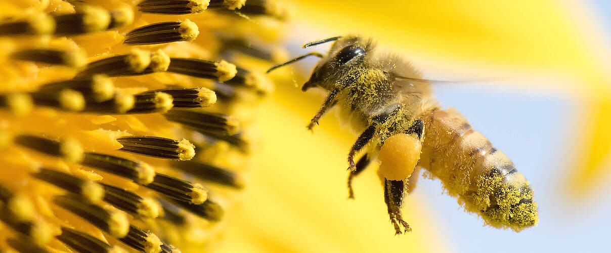 Honigbiene sammelt Pollen