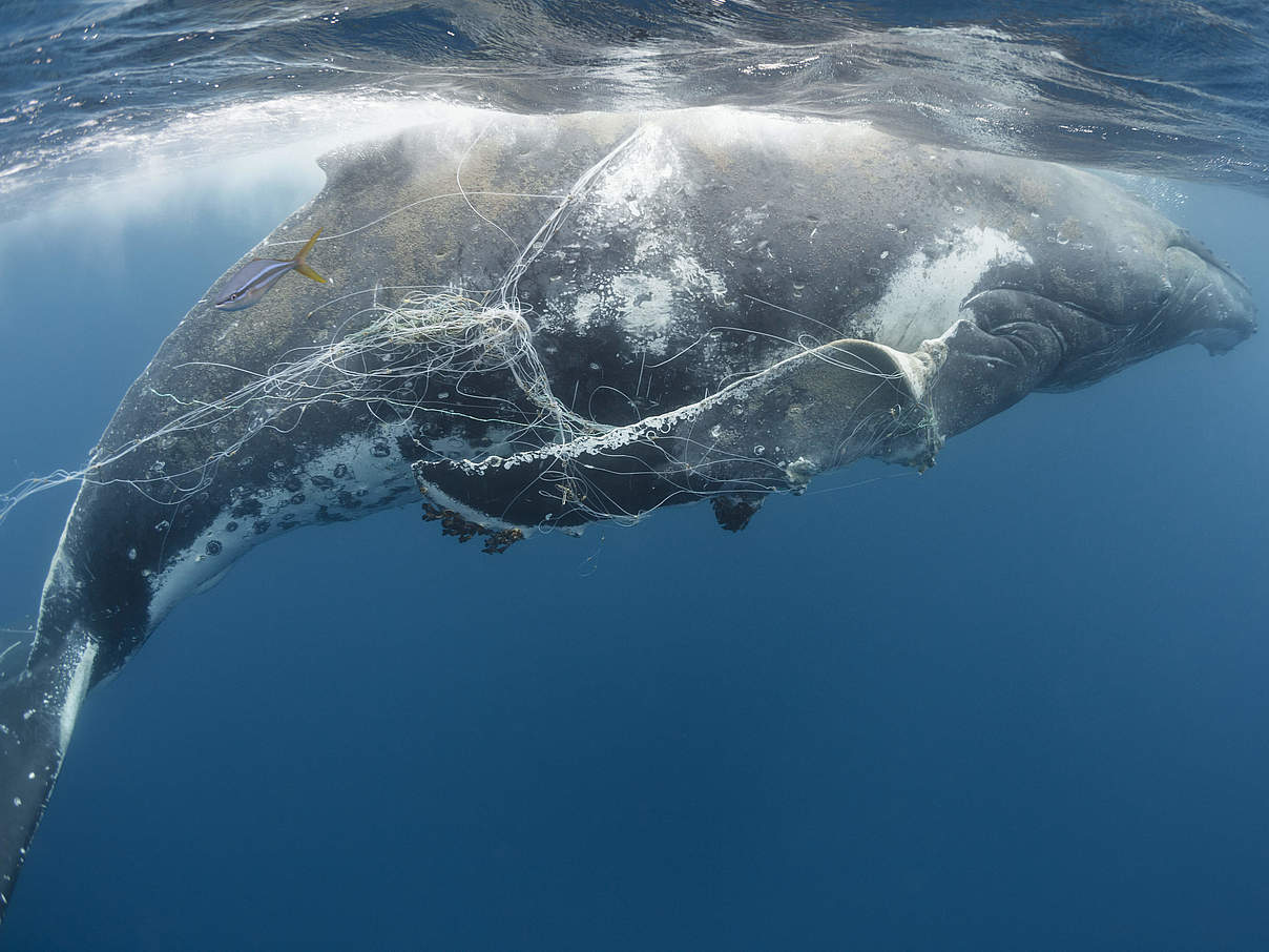 Buckelwal verfangen in Geisternetz © naturepl.com / Tony Wu / WWF