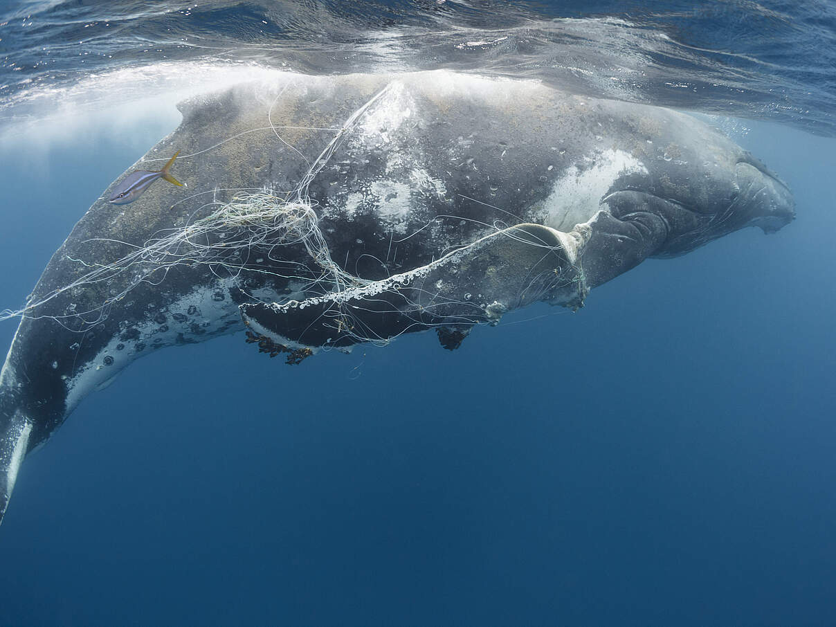 Buckelwal verfangen in Geisternetz © naturepl.com / Tony Wu / WWF