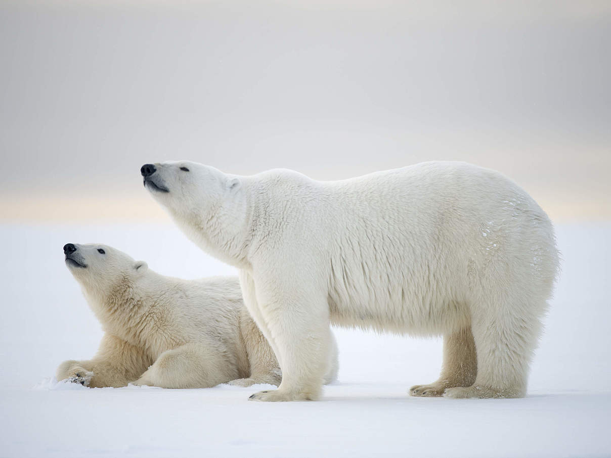 Eisbärin mit Jungtier © naturepl.com / Steven Kazlowski / WWF
