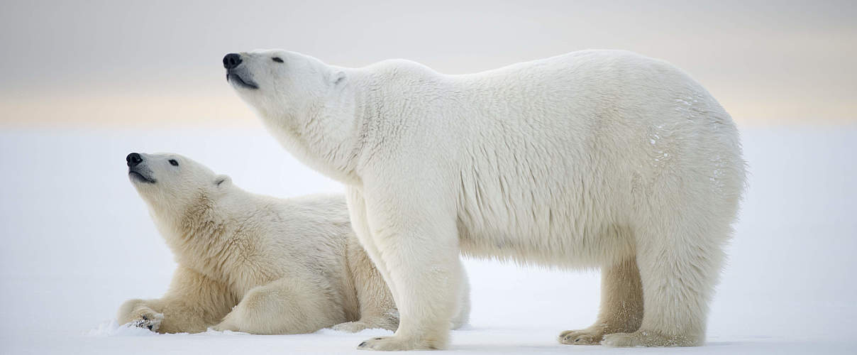 Eisbärin mit Jungtier © naturepl.com / Steven Kazlowski / WWF