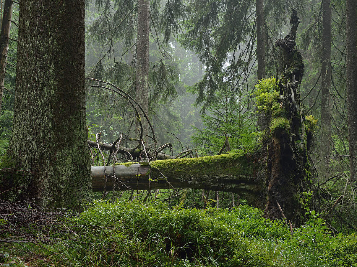 Naturwald mit Totholz