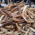 Vernichtung von Elfenbein © WWF
