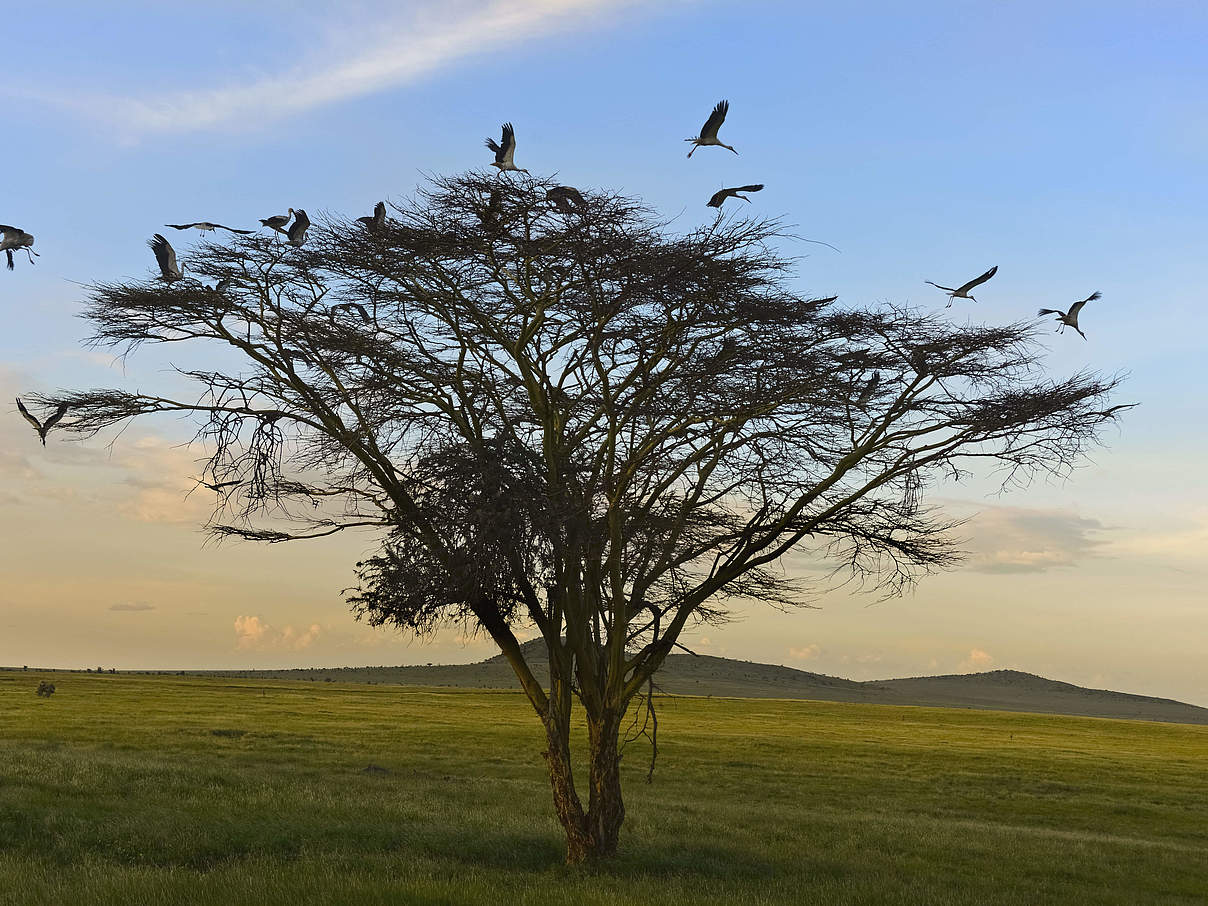 Akazienbaum mit europäischen Weißstörchen in Nordkenia. © Martin Harvey / WWF