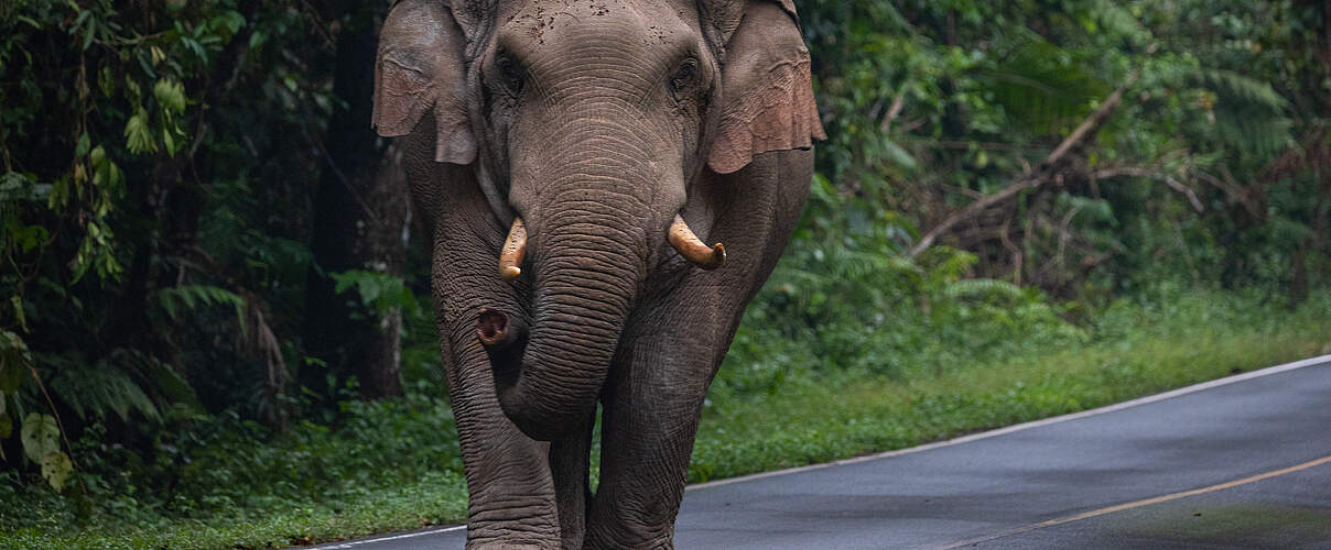 Ein Elefant läuft auf einer Straße, frontal. 