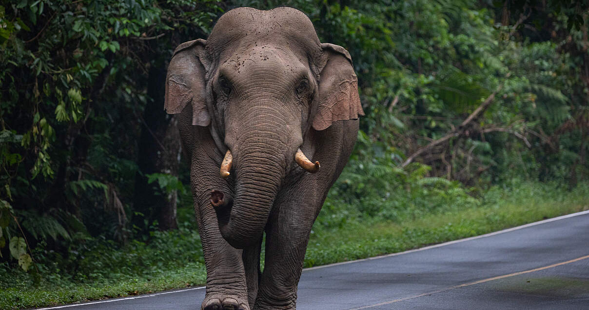 Sichere Wege für Elefanten Sichere Wege für Elefanten