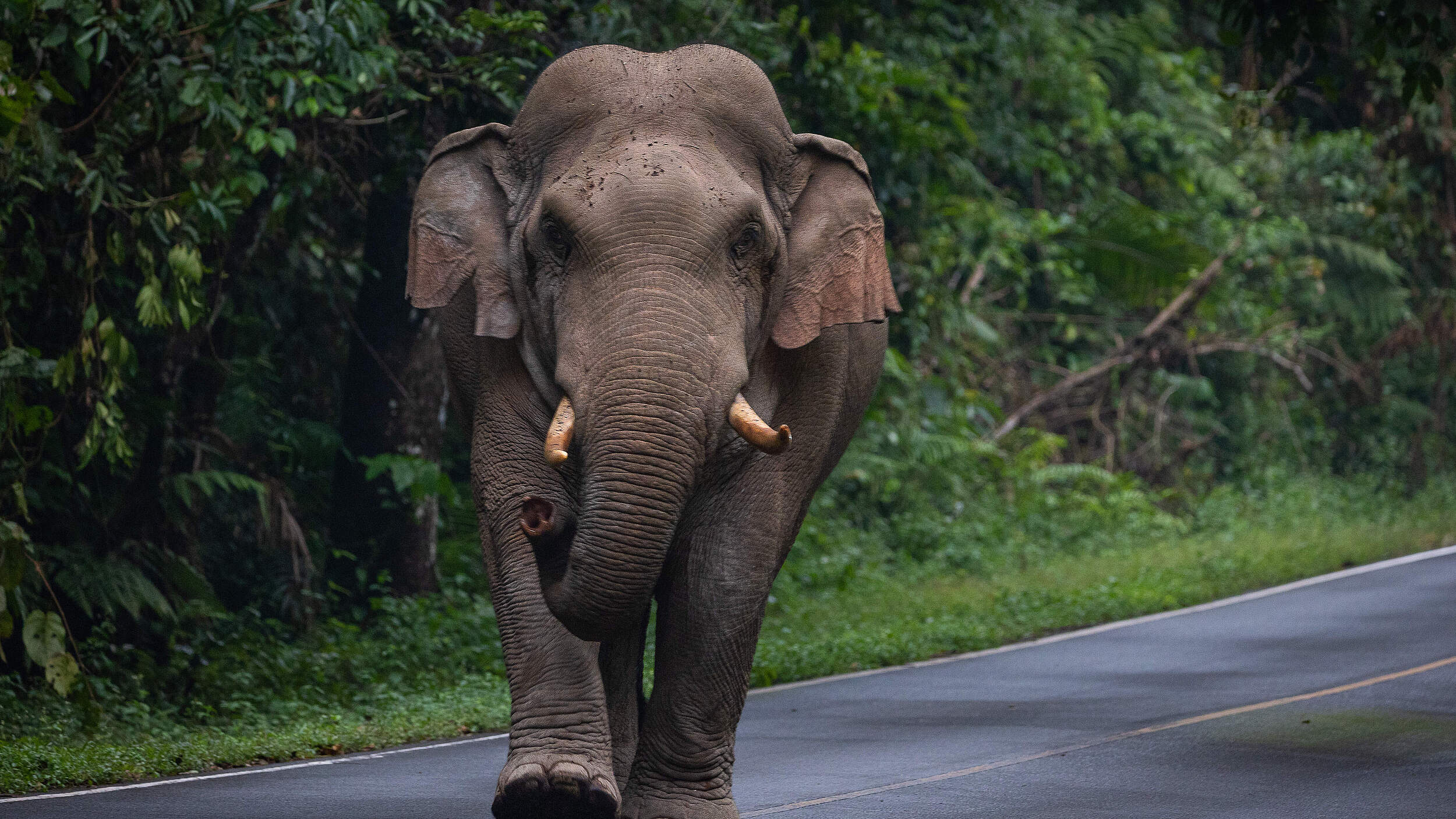 Ein Elefant läuft auf einer Straße, frontal. 