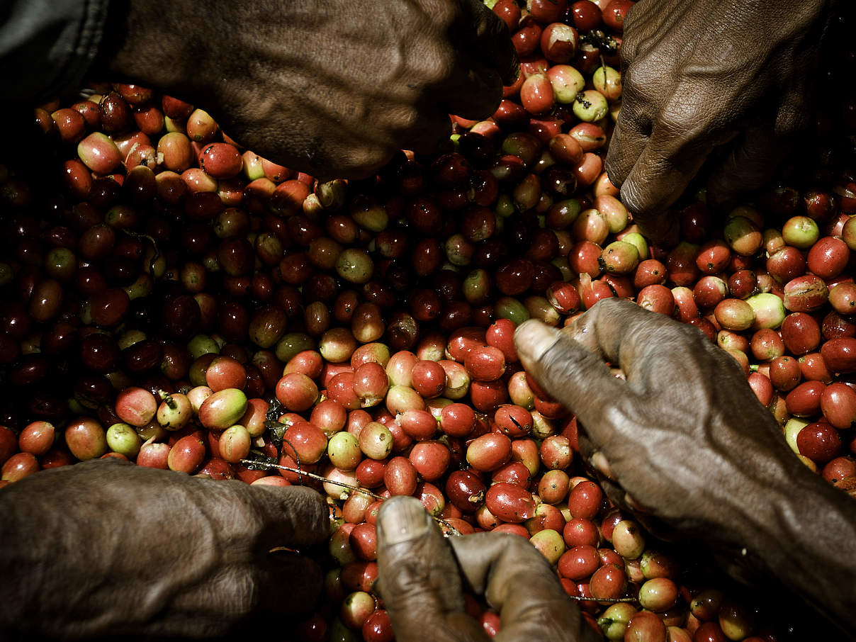 Kaffeebohnen Ernte Neuguines c WW13975 Lie Tangkepayung Arabica-Kaffee-Anbau und -Ernte in zentralem Bergwald in Neuguinea. @ Lie Tangkepayung