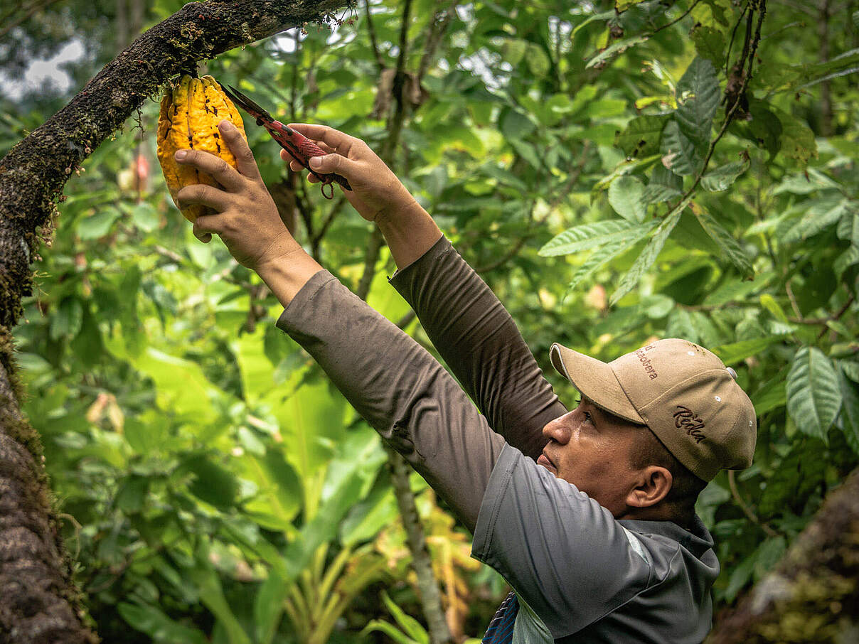 Kakaoernte in Kolumbien © Cristian García / WWF Colombia