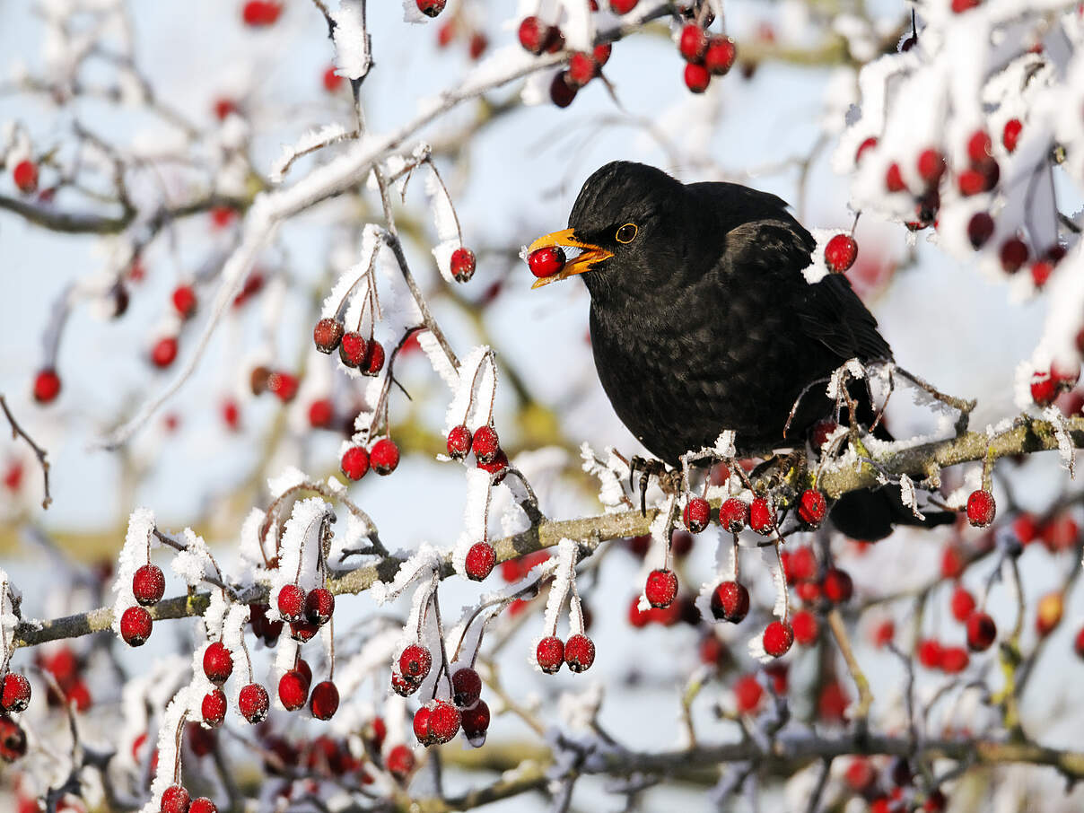 Beeren sind natürliches Vogelfutter