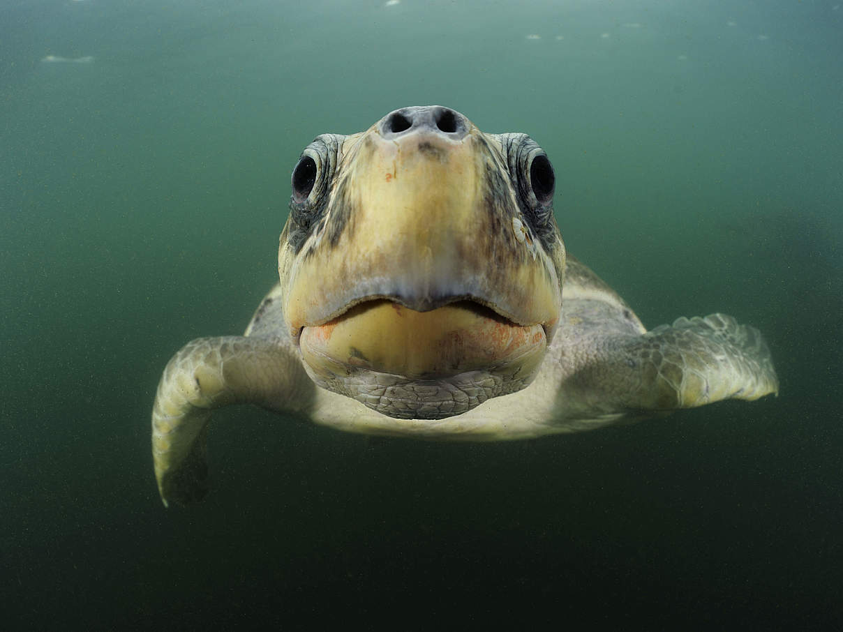 Bastardschildkröte im Pazifik © naturepl.com / Solvin Zankle / WWF