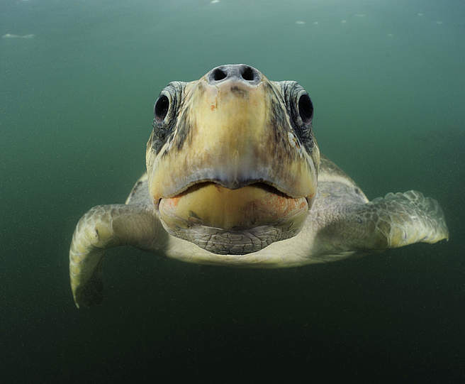 Bastardschildkröte im Pazifik © naturepl.com / Solvin Zankle / WWF Bastardschildkröte im Pazifik © naturepl.com / Solvin Zankle / WWF