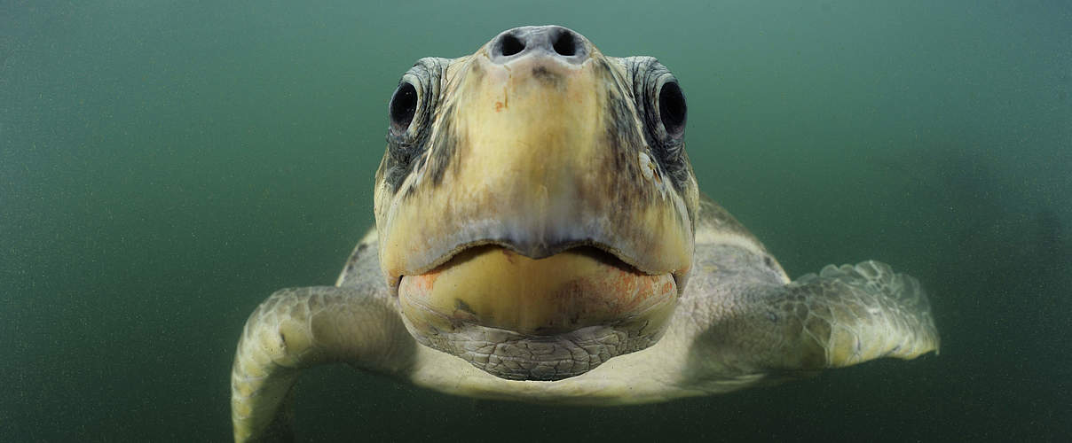 Bastardschildkröte im Pazifik © naturepl.com / Solvin Zankle / WWF