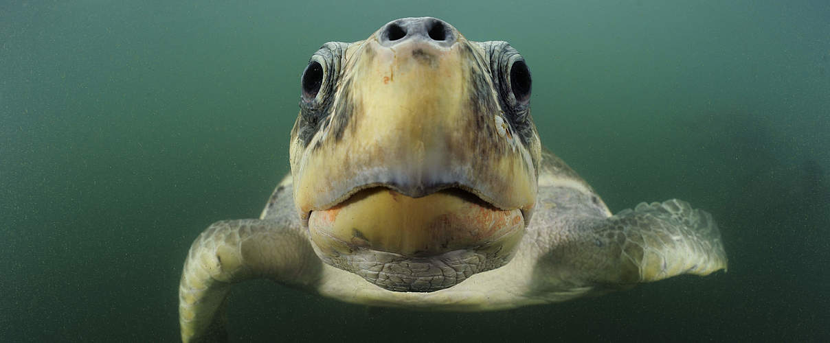 Bastardschildkröte im Pazifik © naturepl.com / Solvin Zankle / WWF